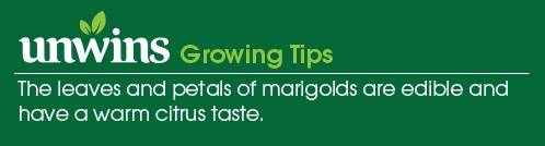 Marigold (French) Naughty Marietta Seeds Unwins Growing Tips